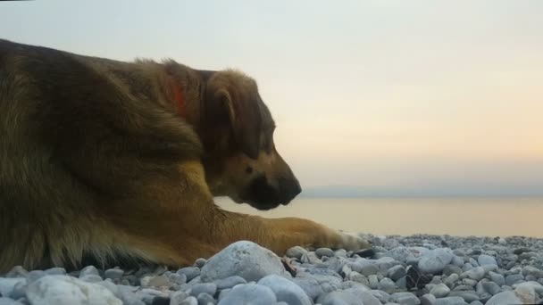 Lyckliga Ögonblick Hund Som Avkopplande Stranden Vid Solnedgången — Stockvideo
