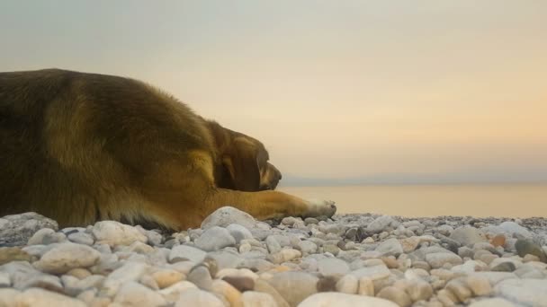 Ontspannen Moment Van Een Hond Een Strand Tegen Zonsondergang — Stockvideo