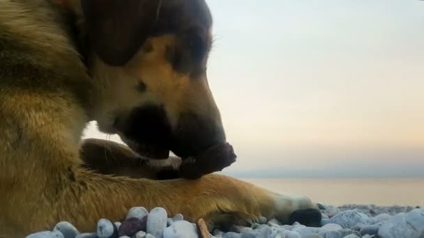 Primo Piano Cane Che Rilassa Gioca Spiaggia — Video Stock