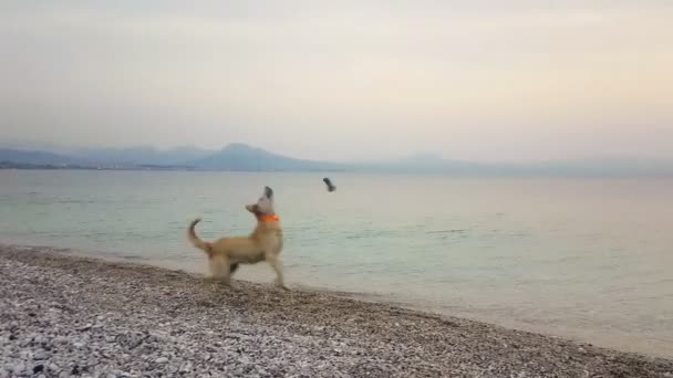 Glad Valp Hund Leker Med Strumpa Munnen Stranden Rolig Stund — Stockvideo