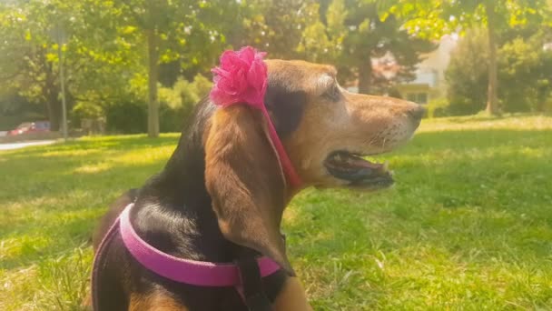 Portrait Chien Portant Une Bande Rigide Avec Fleur — Video