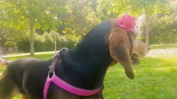 Retrato Engraçado Cão Caça Fêmea Usando Uma Banda Rígida Com — Vídeo de Stock