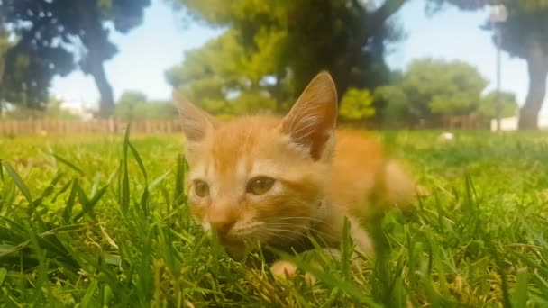 Baby Cat Stående Sover Park — Stockvideo