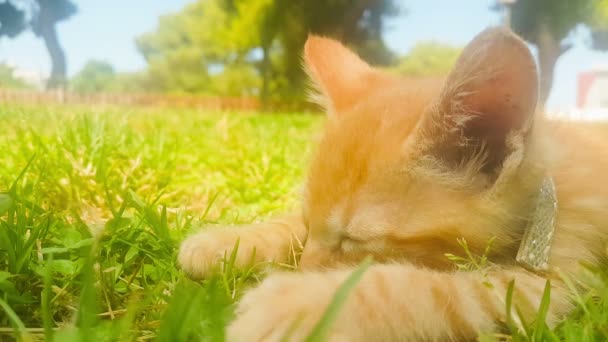 Şirin Bebek Kedi Portre Bir Park — Stok video