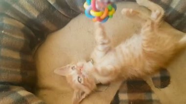 Bir sarkaç ile oynayan bebek kedi.