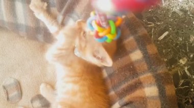 Şirin bebek kedi bir sarkaç oyuncakla mutlu oynarken.