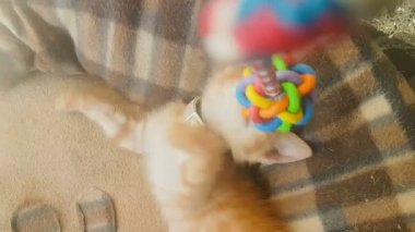 Evde bir sarkaç oyuncakla oynayan kedi bebek.