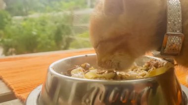 Bebek kedi yemek spagetti ve kedi maması.