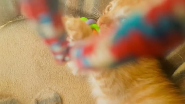 Joyeux bébé chat jouant avec un jouet de bébé pendule .