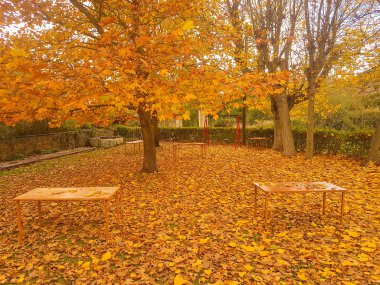 Yaprak döken ağaçlar ile sonbahar sahne.