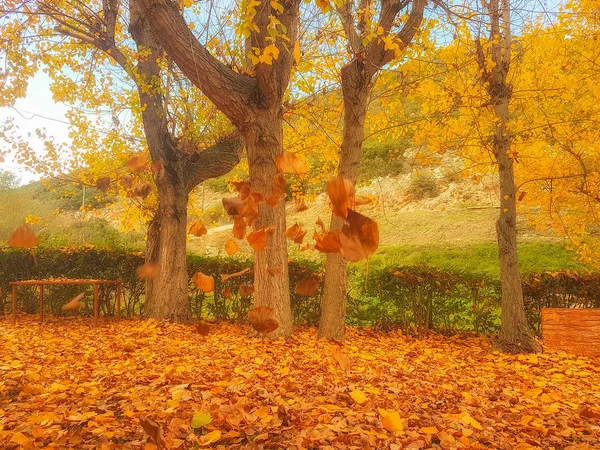 Paysage Automne Avec Des Feuilles Tombantes Arbre Feuilles Caduques — Photo