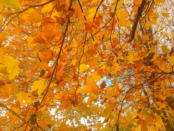 Yellowish Leaves Deciduous Tree — Stock Photo, Image