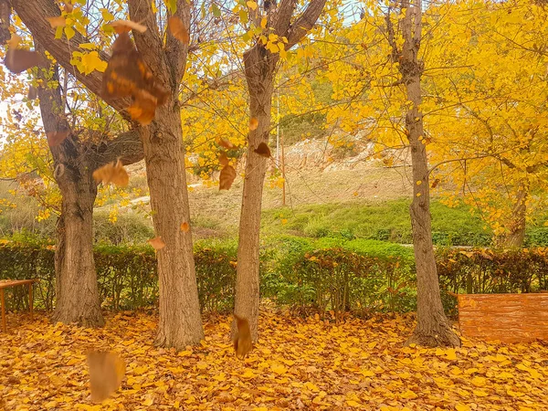 Красивые Осенние Пейзажи Опавшими Листьями Деревьев — стоковое фото