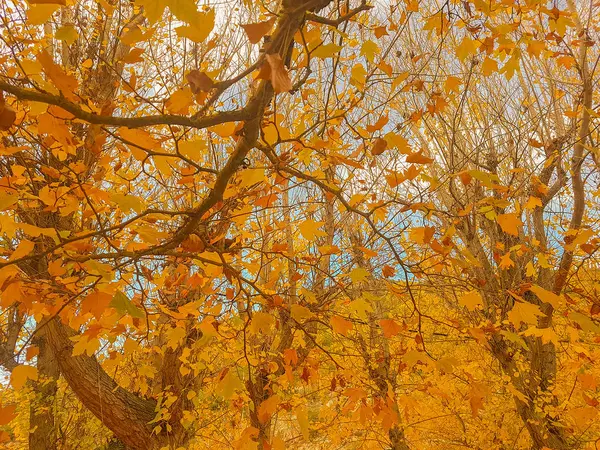 Yellowish Deciduous Tree Autumn — Stock Photo, Image