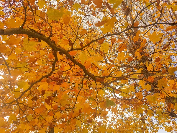 Yellowish Deciduous Tree Autumn Corinth Greece — Stock Photo, Image