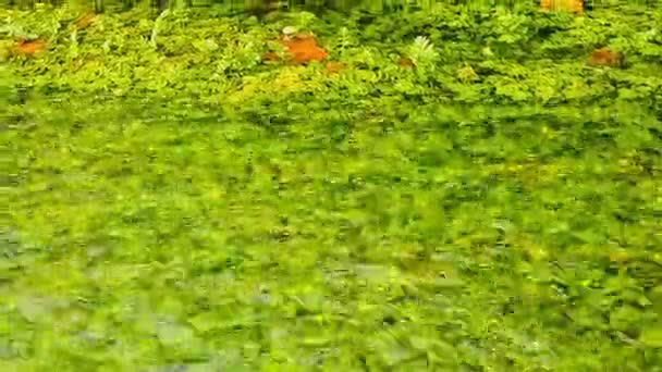 Καταπράσινη Λιμνούλα Φύλλα Που Ρέει Πάνω Από Μια Φθινοπωρινή Ήρεμο — Αρχείο Βίντεο