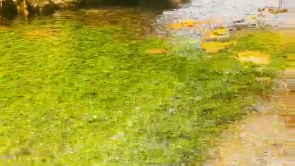 黄色の木が付いている美しい池を残します 秋の風景 — ストック動画
