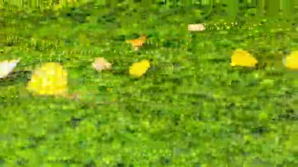 Pond Tree Leaves Floating Autumn Scenery — Stock Video