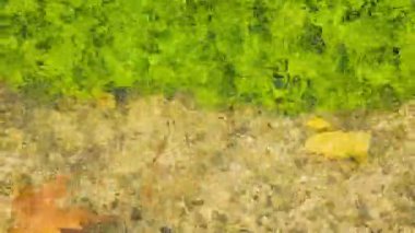 Bir su birikintisi üzerinde yüzen bir yaprak döken ağaç sarımsı ağaç yaprak.  