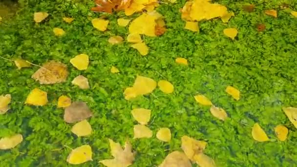 Cenário Outono Com Folhas Árvore Flutuando Uma Lagoa — Vídeo de Stock