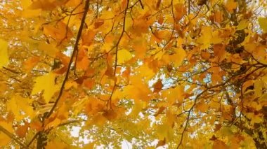 Sonbahar sezonu yapraklı ağaç.