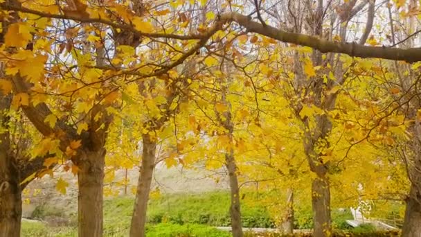 Bellissimo Paesaggio Autunnale Con Foglie Giallo Albero — Video Stock