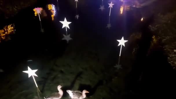 クリスマスの星で飾られた池で泳ぐアヒルやガチョウ おとぎ話の風光明媚な — ストック動画