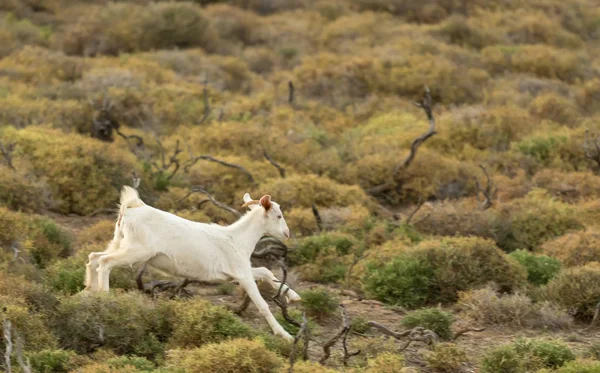 Baby Get Som Springer Naturen — Stockfoto