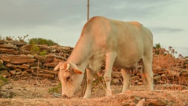 Vaca Pastando Natureza — Vídeo de Stock