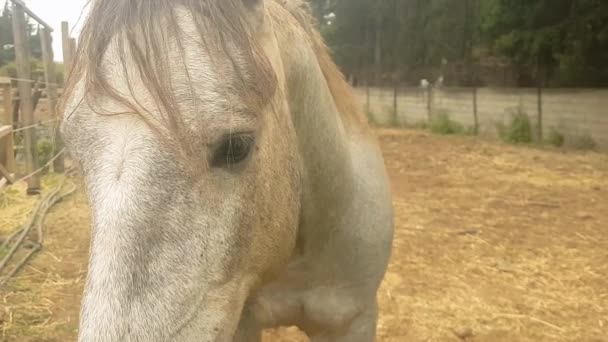 Nahaufnahme Porträt Eines Schönen Weißen Pferdes — Stockvideo