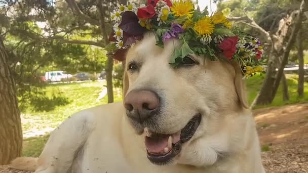 5月1日の労働日の1日目 ラブラドール犬がチャップレットを着用 — ストック動画