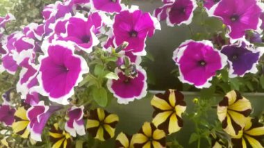 Viyola wittrockiana bahçe çiçek yakından bakmak.