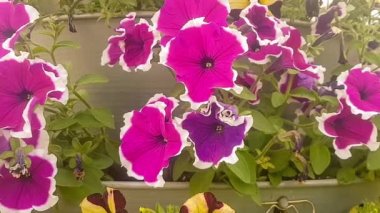 Bahçe çiçek Viyola wittrockiana yavaş hareket panning.