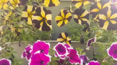 Viyola wittrockiana bahçe çiçek yavaş hareket.