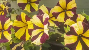 Viola wittrockiana bahçe çiçek yavaş hareket.