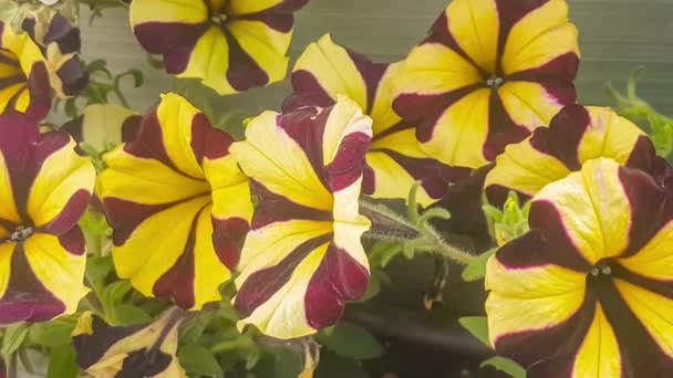 Slow Motion Viola Wittrockiana Garden Flower — Stock Video