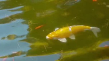 Bir gölette büyük japon balığı küçük birinin arasında yüzme.