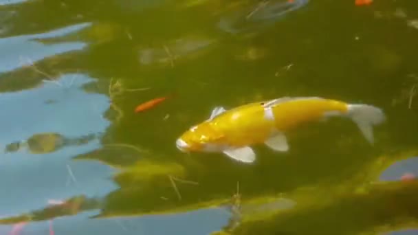 大金鱼在池塘里游泳 在较小的一个 — 图库视频影像