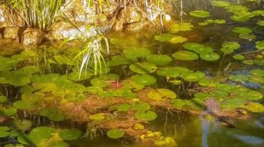 Su ve yapraklarla dolu gölet.