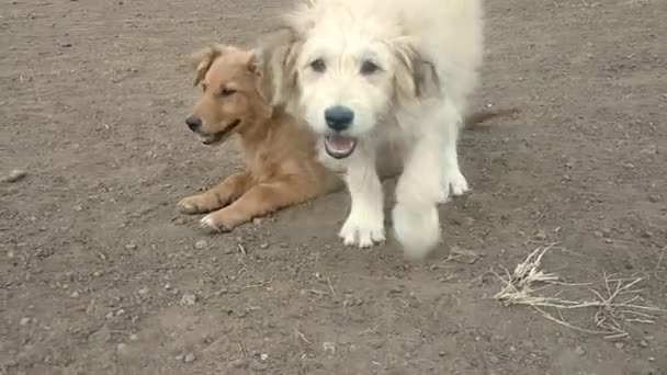 Любовь Двух Бродячих Собак — стоковое видео