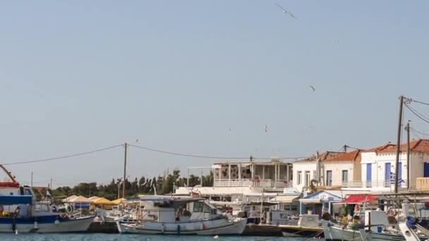 Elafonisos Greece August 2019 Elafonisos Village Morning Seagulls Flying — Stock Video