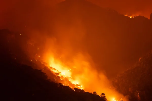 ギリシャのLoutrakiでの火災の下の森 ロイヤリティフリーのストック写真