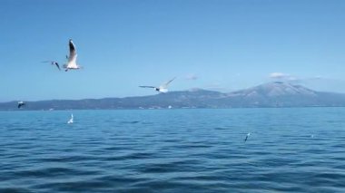 Martılar denizin üzerinde uçuyor..