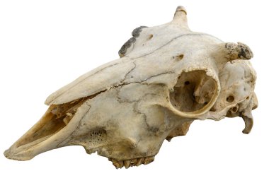 Beyaz dişli klasik Hayvan Kafatası. Yüksek kaliteli bir fotoğraf. Dişleri olan yıpranmış bir hayvan kafatası. Beyazlar üzerinde izole edilmiş..