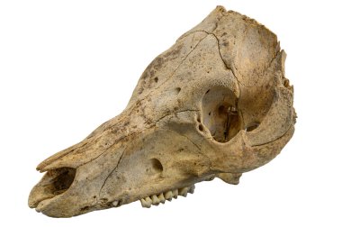 Beyaz arka planda dişleri olan yaşlı hayvan kafatası. Yüksek kaliteli bir fotoğraf. Dişleri olan yıpranmış bir hayvan kafatası. Beyazlar üzerinde izole edilmiş..