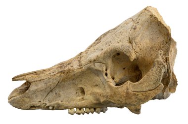 Beyaz dişli Rustik Hayvan Kafatası. Yüksek kaliteli bir fotoğraf. Dişleri olan yıpranmış bir hayvan kafatası. Beyazlar üzerinde izole edilmiş..