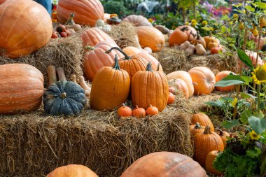 Güz ve sonbahar sezonu için yerel olarak yetiştirilen pek çok yerli ve aile yadigârı türle hasat festivalinden kabak tarlası ve kabak kabağı gösterisi