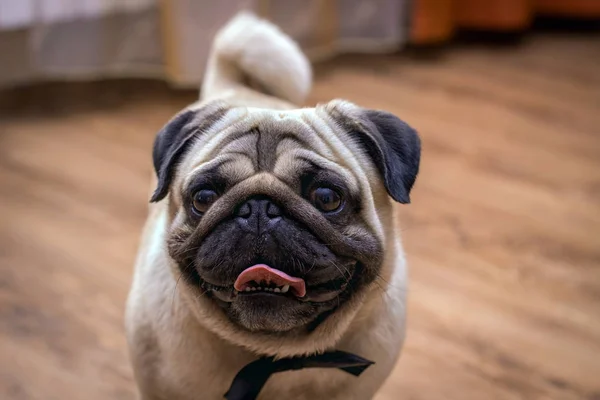 Dekoratif evcil köpek pug.