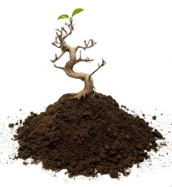 İki yaprakları ile zemin yığını üzerinde bonsai ağacı diktik. Hayat yaşayan kavramı