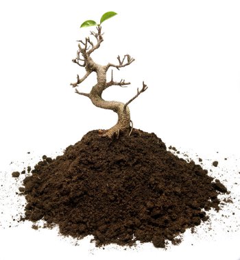 Bonsai tree planted on  a pile of ground with two leaves. Life surviving concept clipart